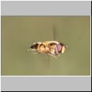 Epistrophe eligans - Zweiband-Wiesenschwebfliege m06.jpg